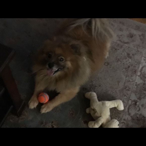 Meet your Posher, Ann - Picture 2 of 3